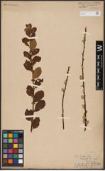Foto von Salix aurita L.